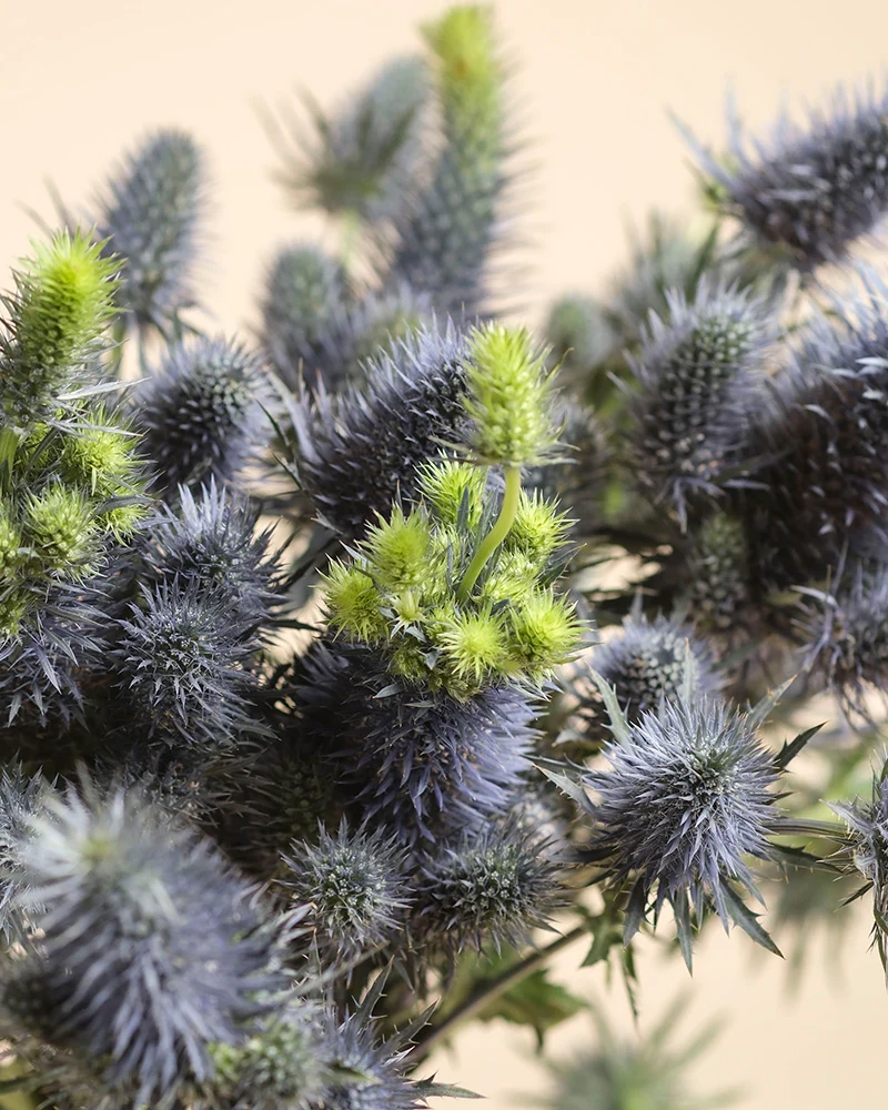 Edeldistel