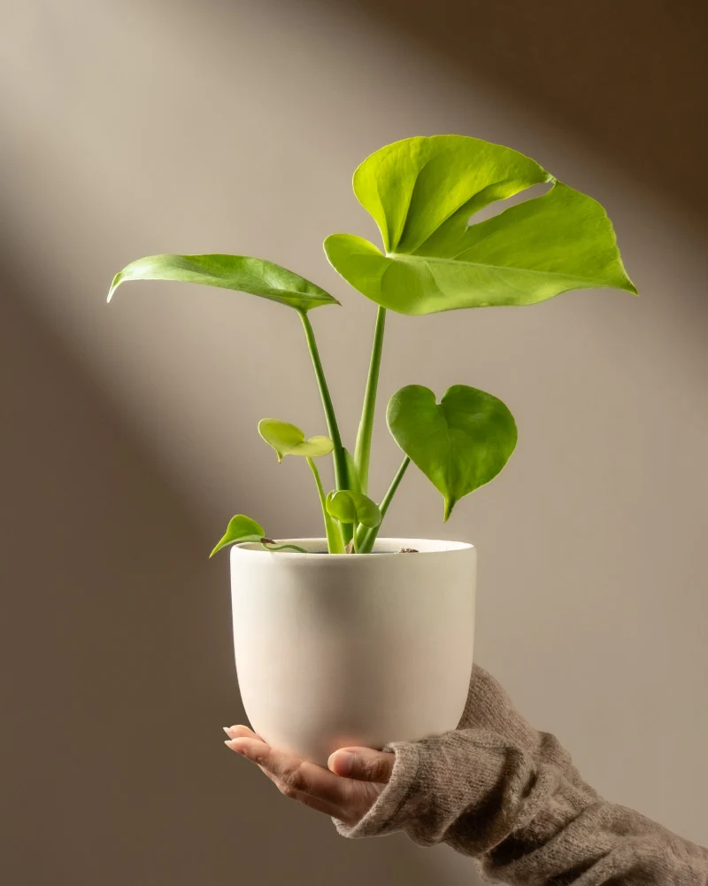 Monstera 'Cheesy' • feey