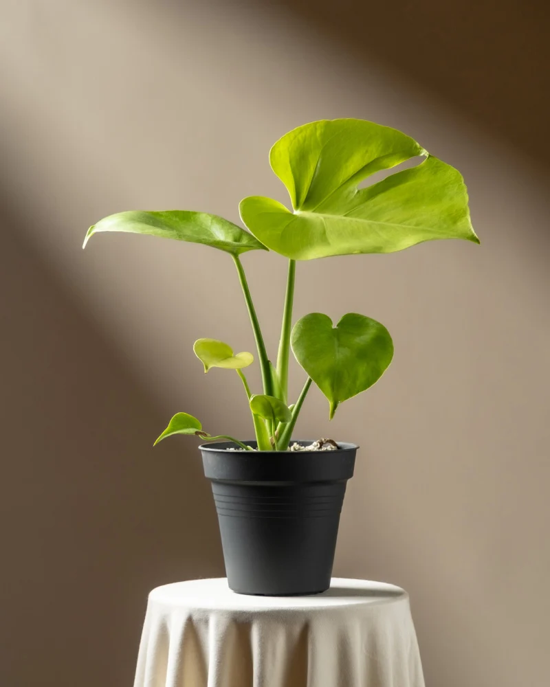 Monstera 'Cheesy' • feey
