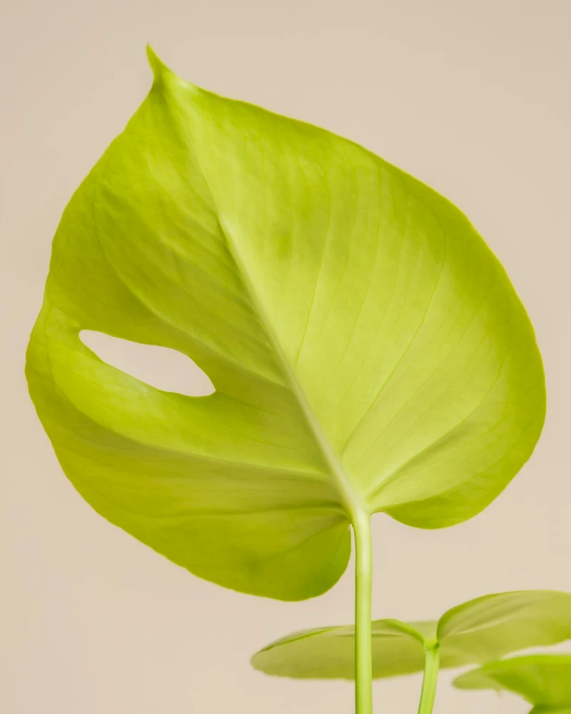Monstera 'Cheesy' • feey