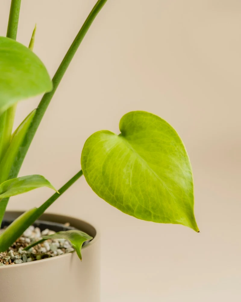 Monstera 'Cheesy' • feey