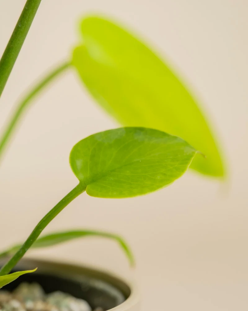 Monstera 'Cheesy' • feey
