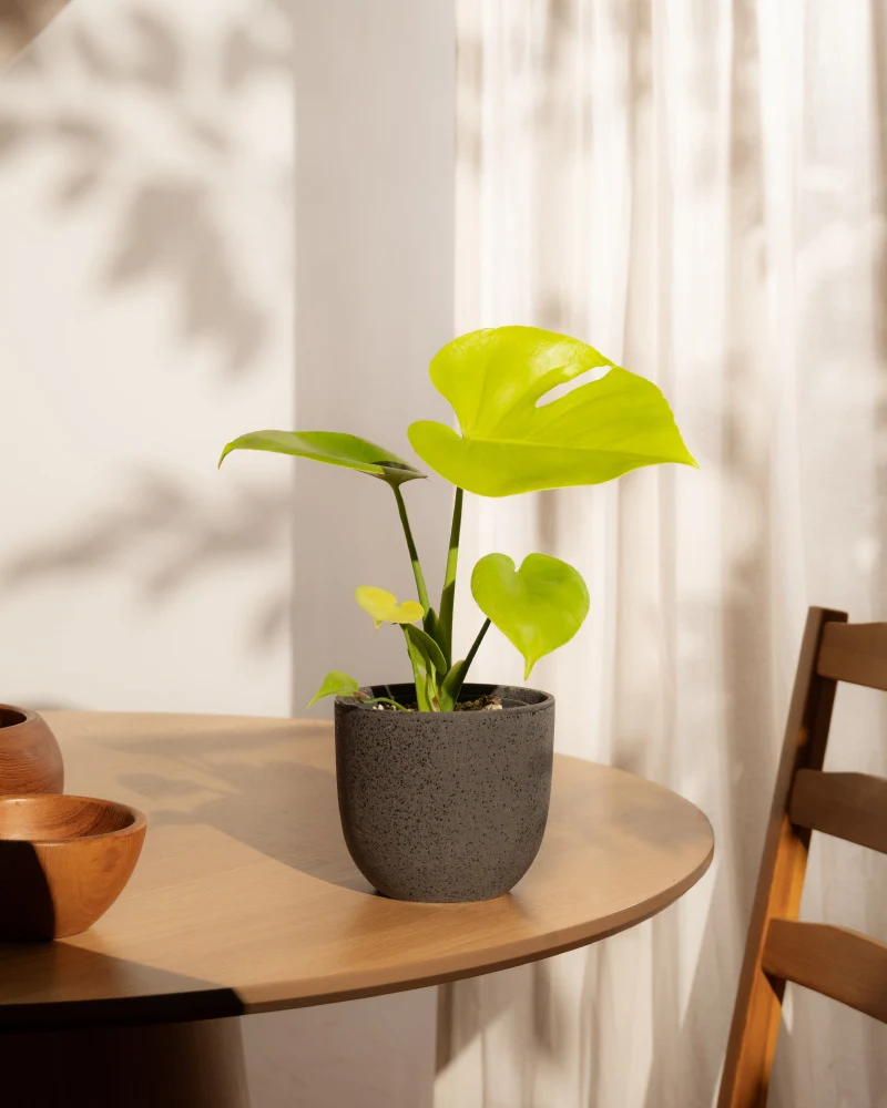 Monstera 'Cheesy' • feey