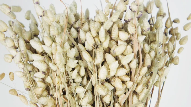 Briza maxima - 1 Bund - Naturfarbe