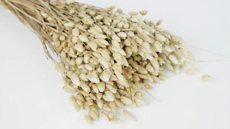 Briza maxima - 1 Bund - Naturfarbe
