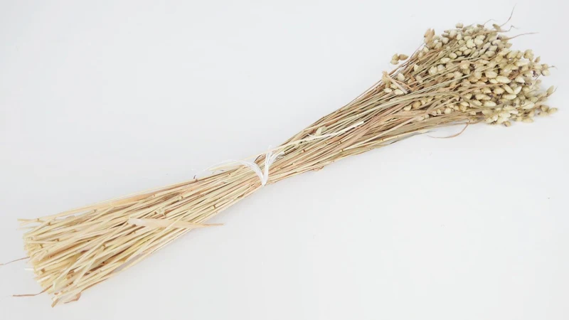 Briza maxima - 1 Bund - Naturfarbe