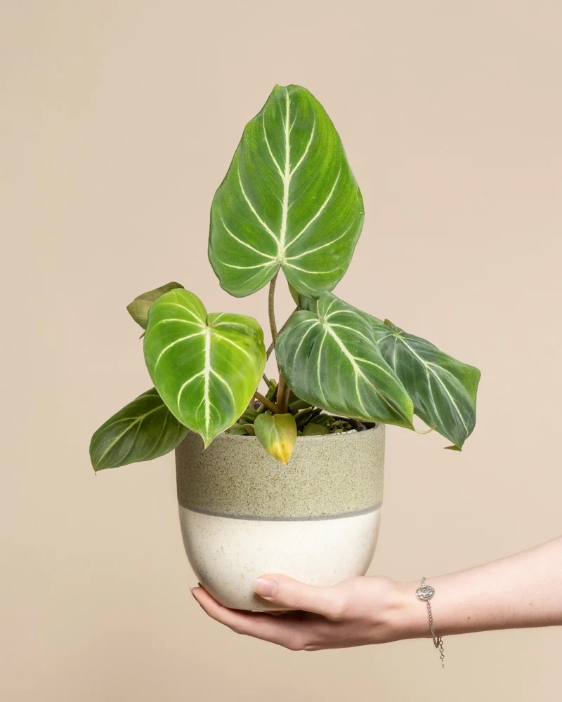 Philodendron gloriosum • feey