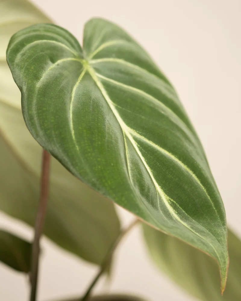 Philodendron gloriosum • feey