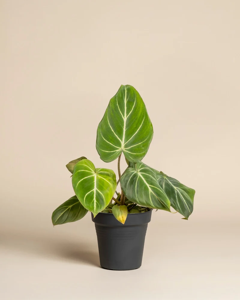 Philodendron gloriosum • feey