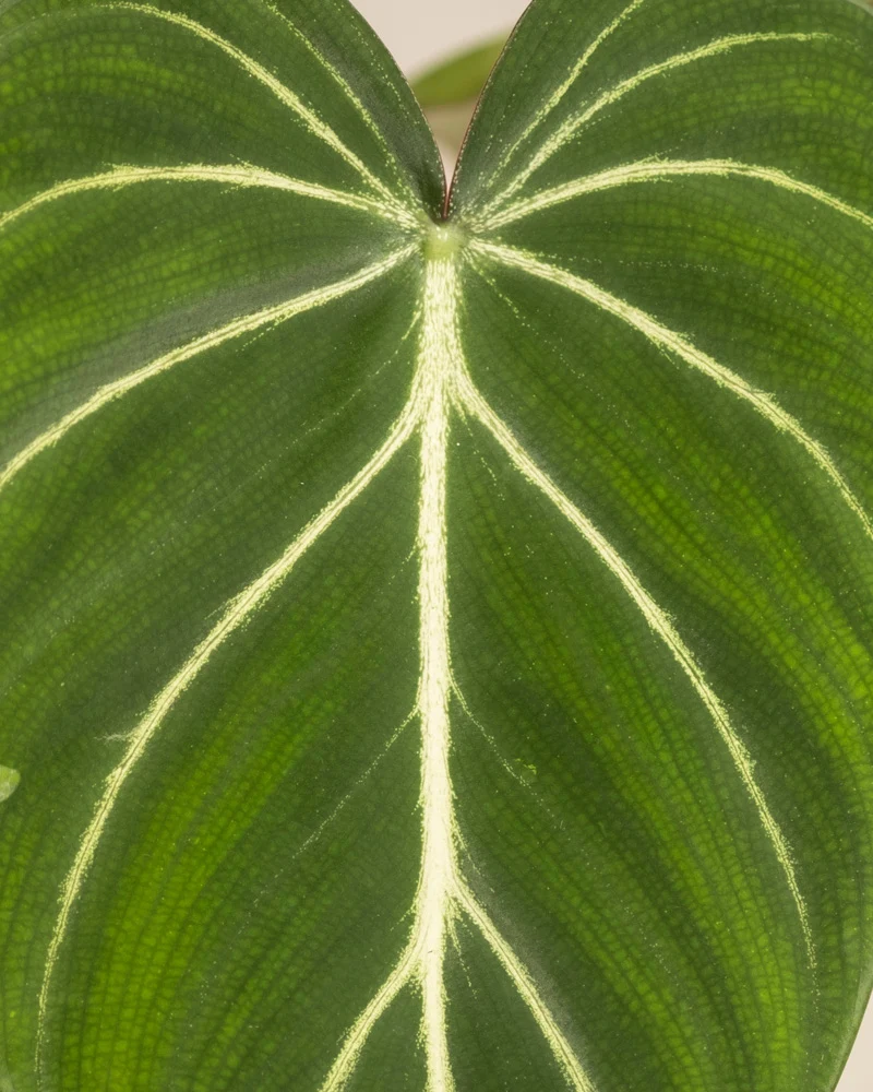 Philodendron gloriosum • feey