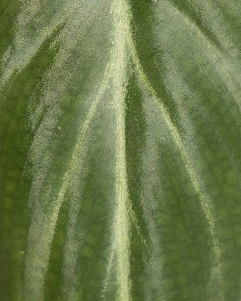 Philodendron gloriosum • feey