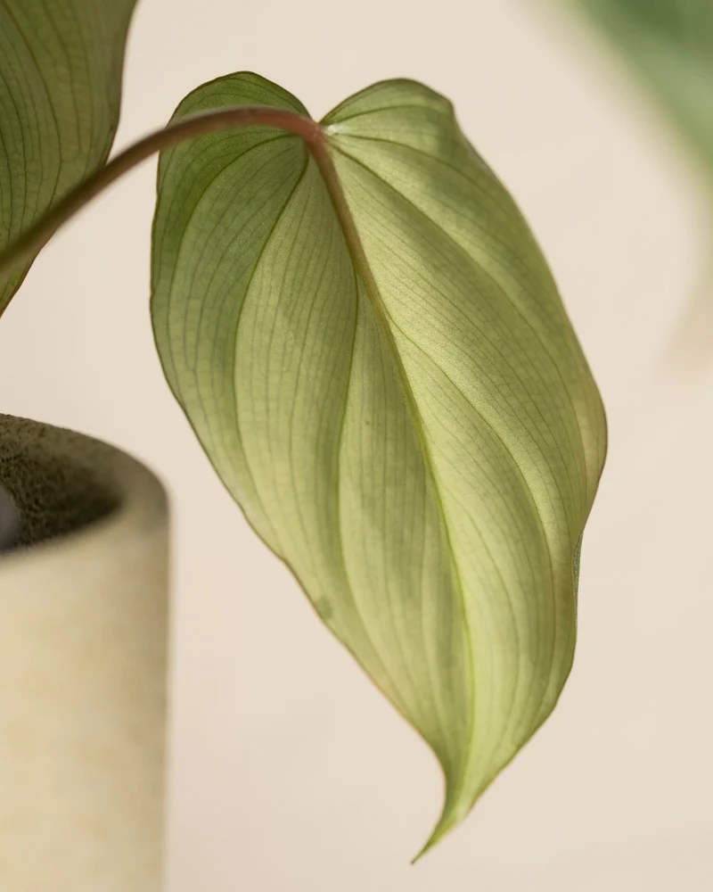 Philodendron gloriosum • feey