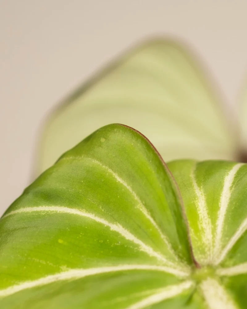 Philodendron gloriosum • feey