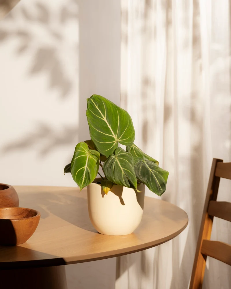 Philodendron gloriosum • feey