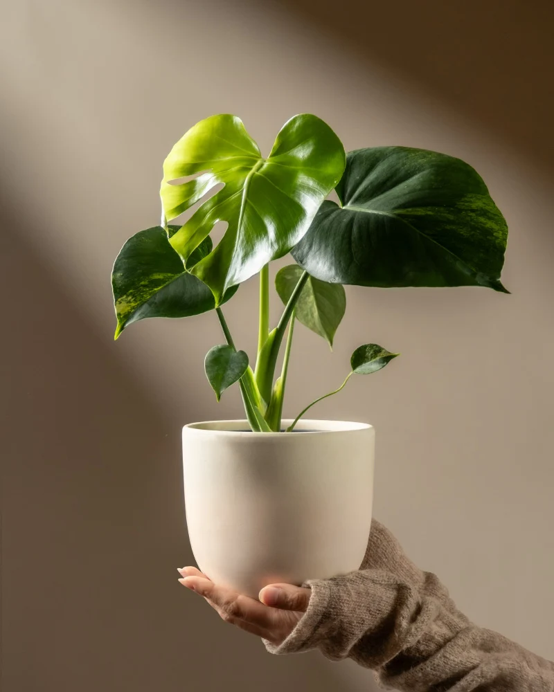 Monstera aurea • feey