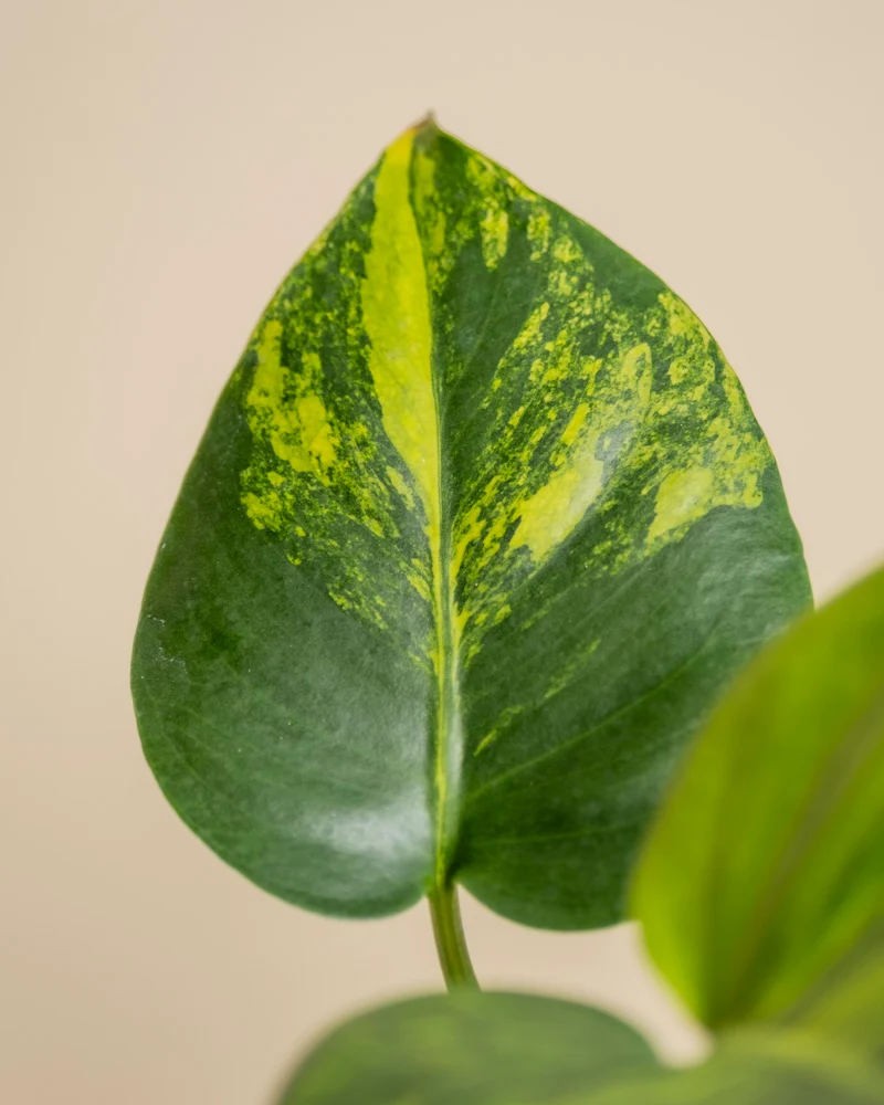 Monstera aurea • feey