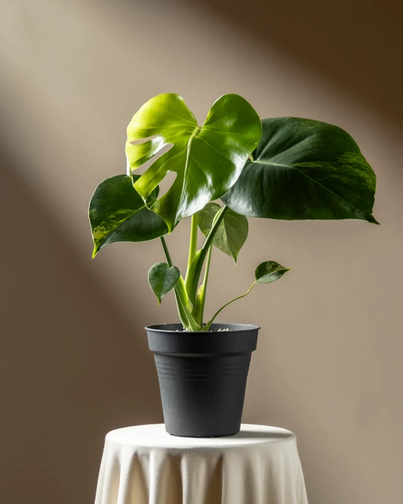 Monstera aurea • feey