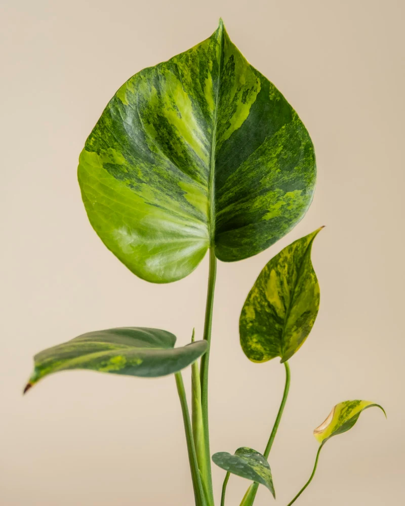 Monstera aurea • feey