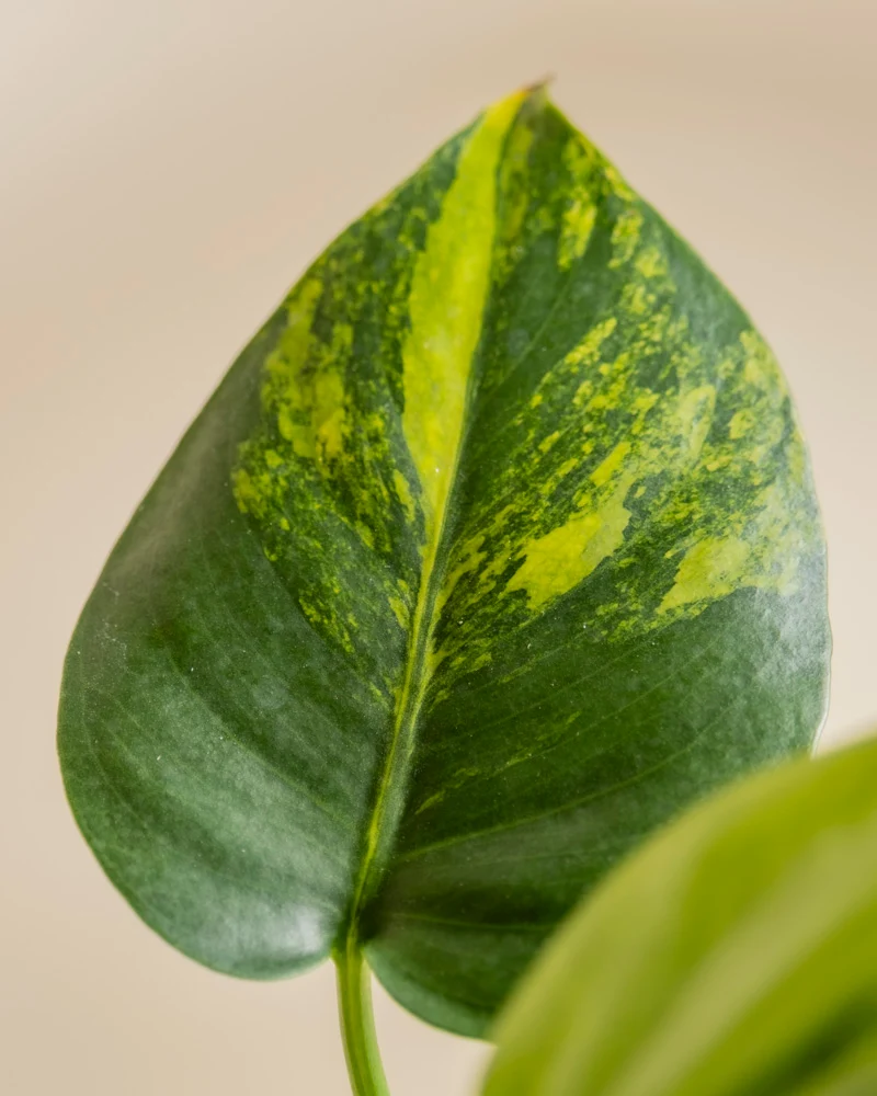 Monstera aurea • feey