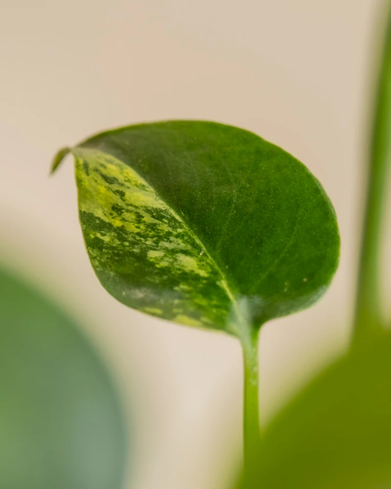 Monstera aurea • feey