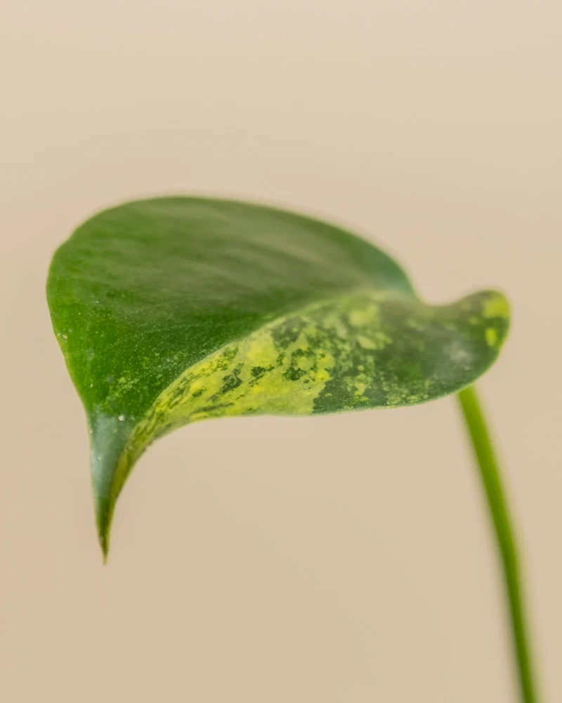 Monstera aurea • feey