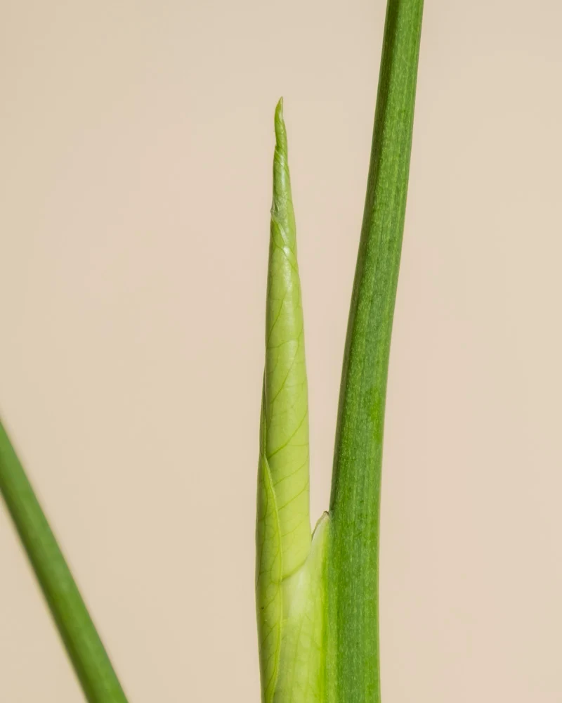 Monstera aurea • feey