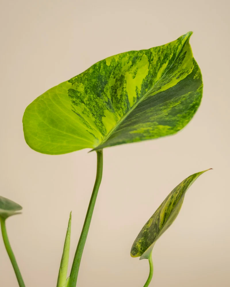 Monstera aurea • feey