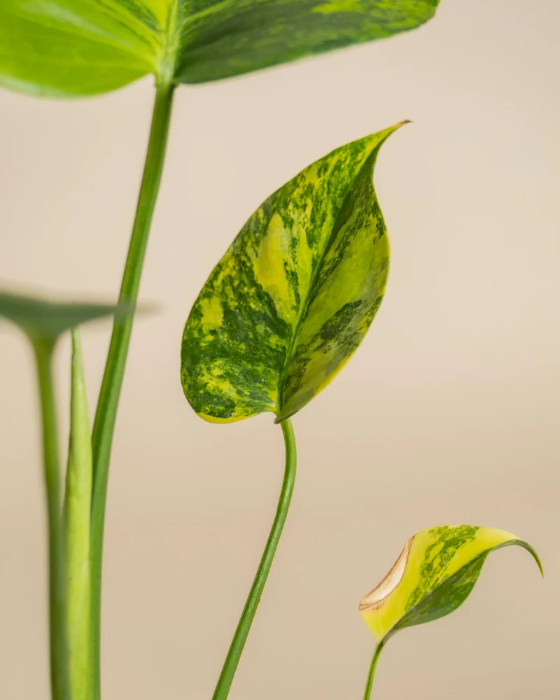 Monstera aurea • feey