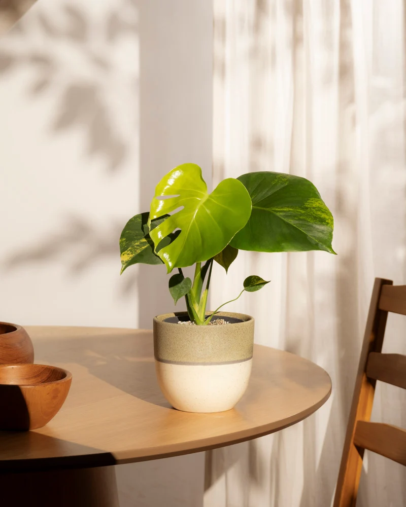 Monstera aurea • feey
