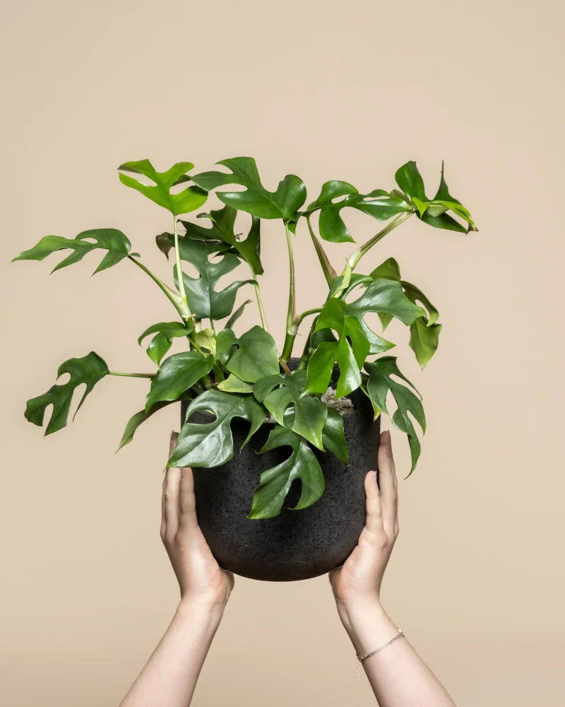 Monstera minima • feey