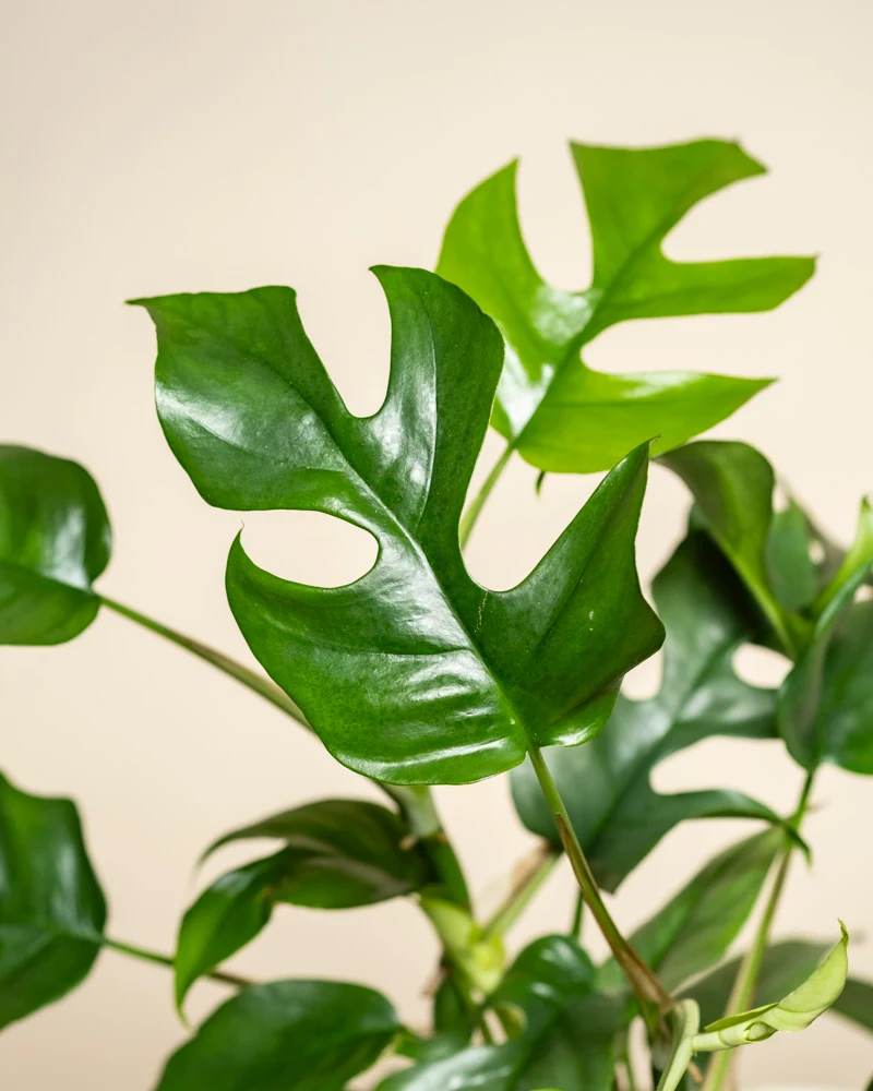 Monstera minima • feey