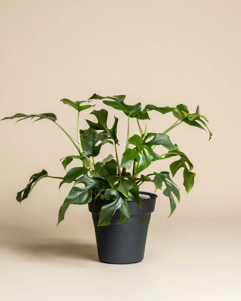 Monstera minima • feey
