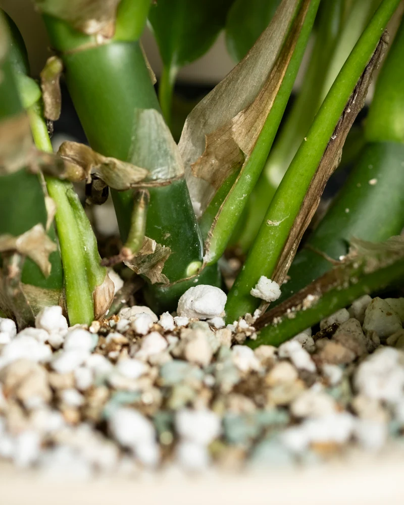 Monstera minima • feey