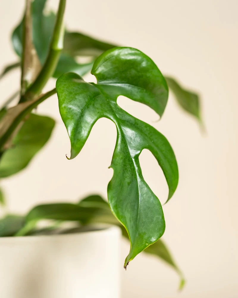 Monstera minima • feey