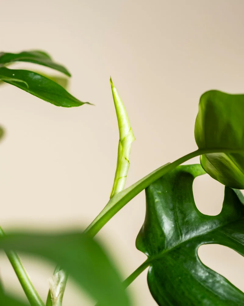 Monstera minima • feey