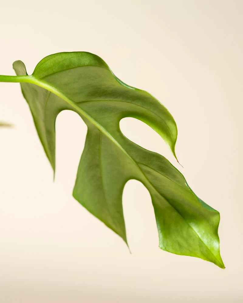 Monstera minima • feey