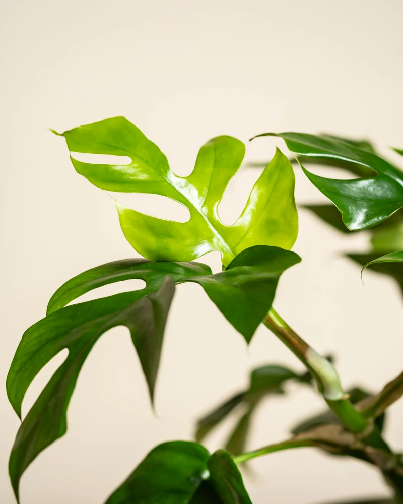 Monstera minima • feey