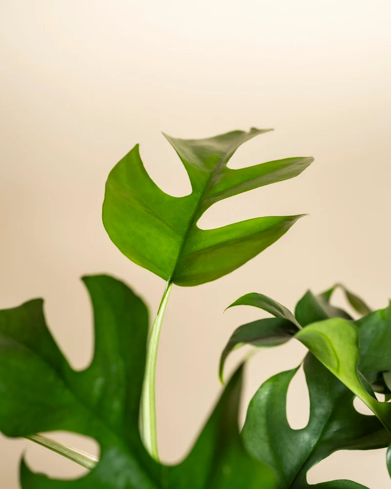 Monstera minima • feey
