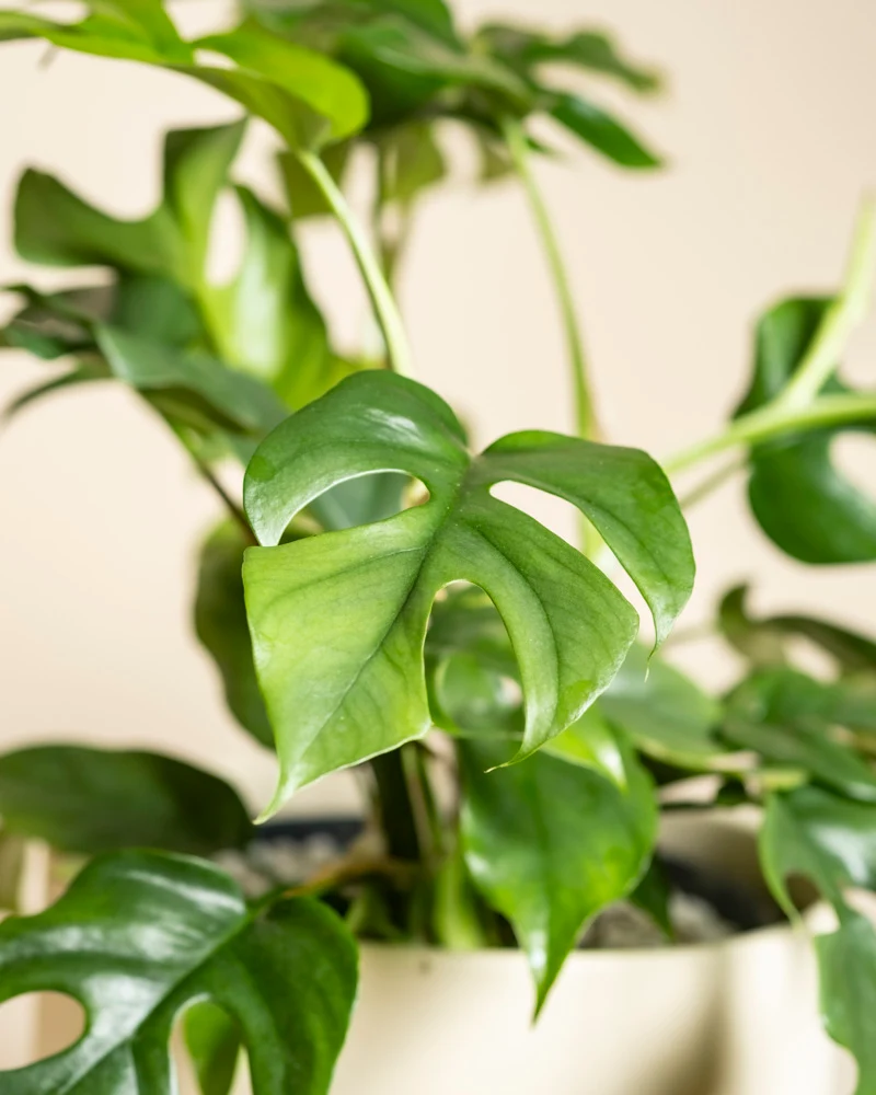 Monstera minima • feey