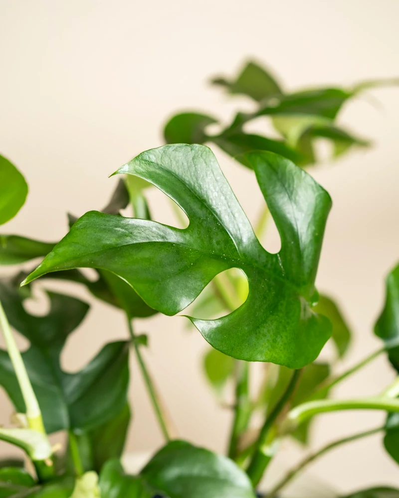 Monstera minima • feey