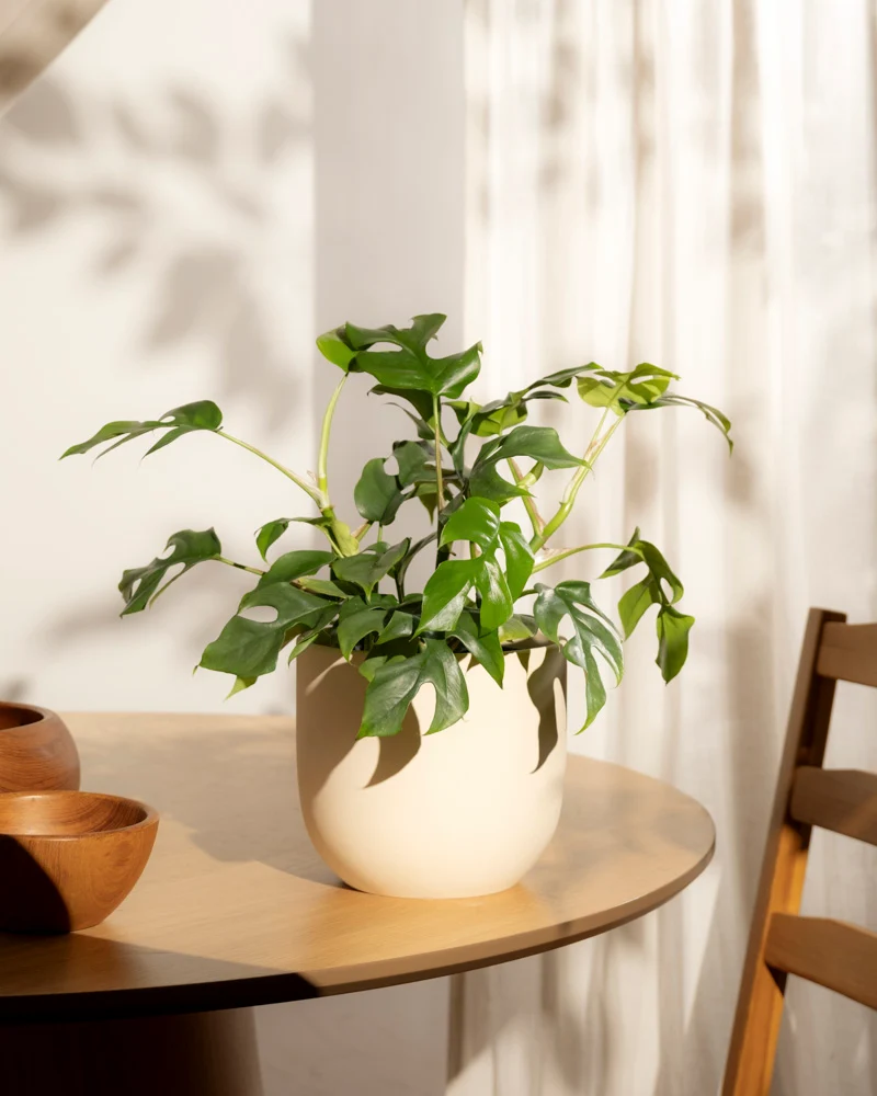 Monstera minima • feey