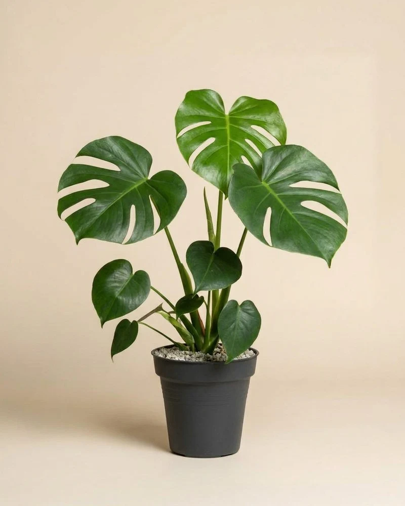 Monstera • feey