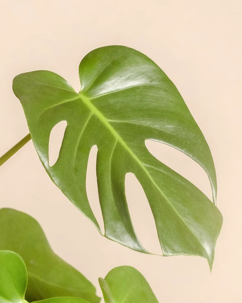 Monstera • feey