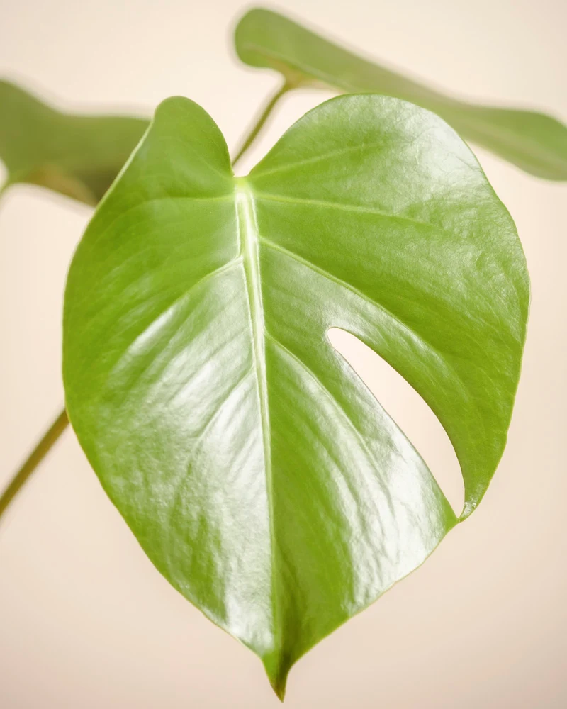 Monstera • feey