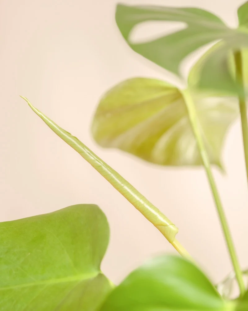 Monstera • feey
