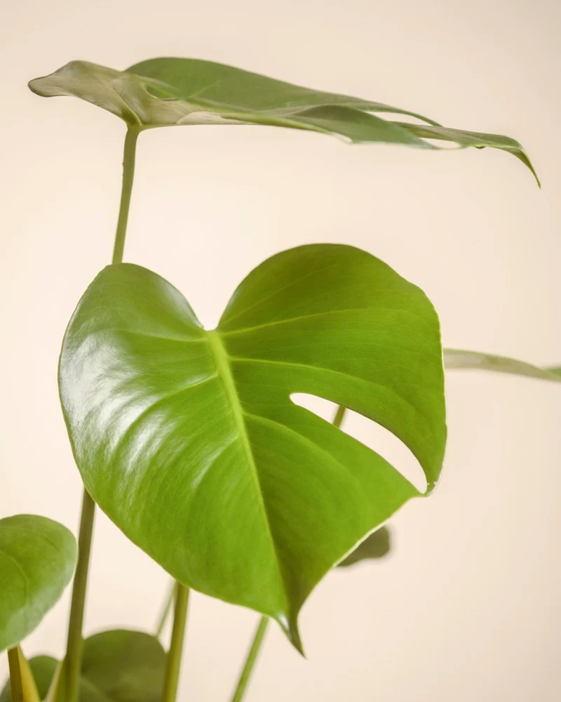 Monstera • feey