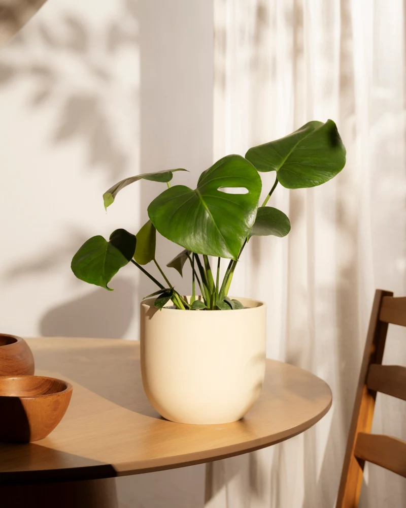 Monstera • feey