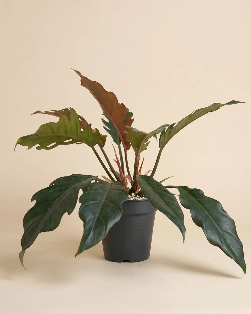 Philodendron 'Pluto' • feey