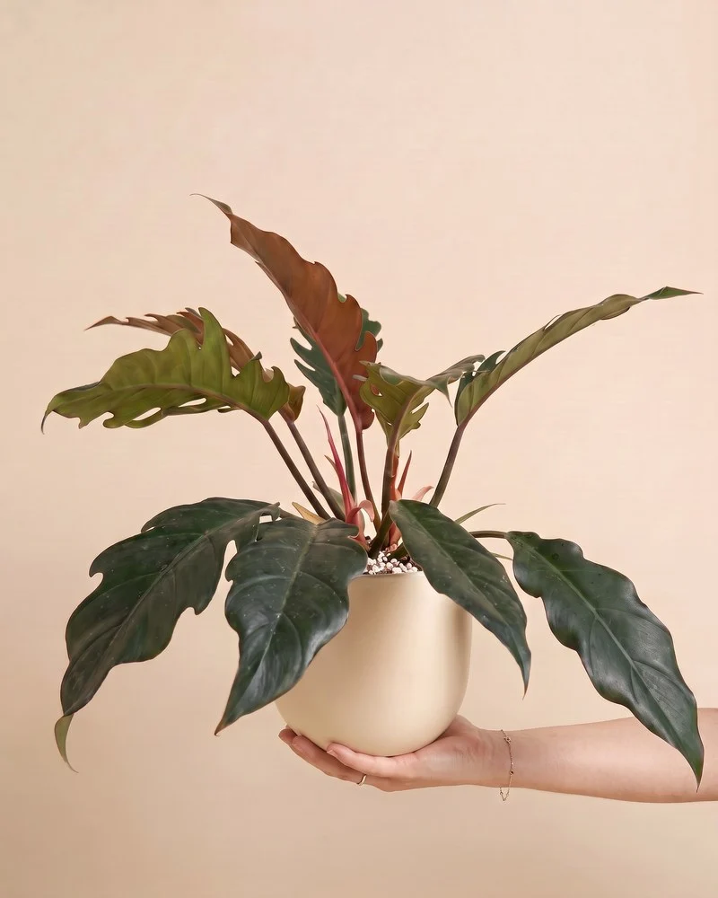 Philodendron 'Pluto' • feey