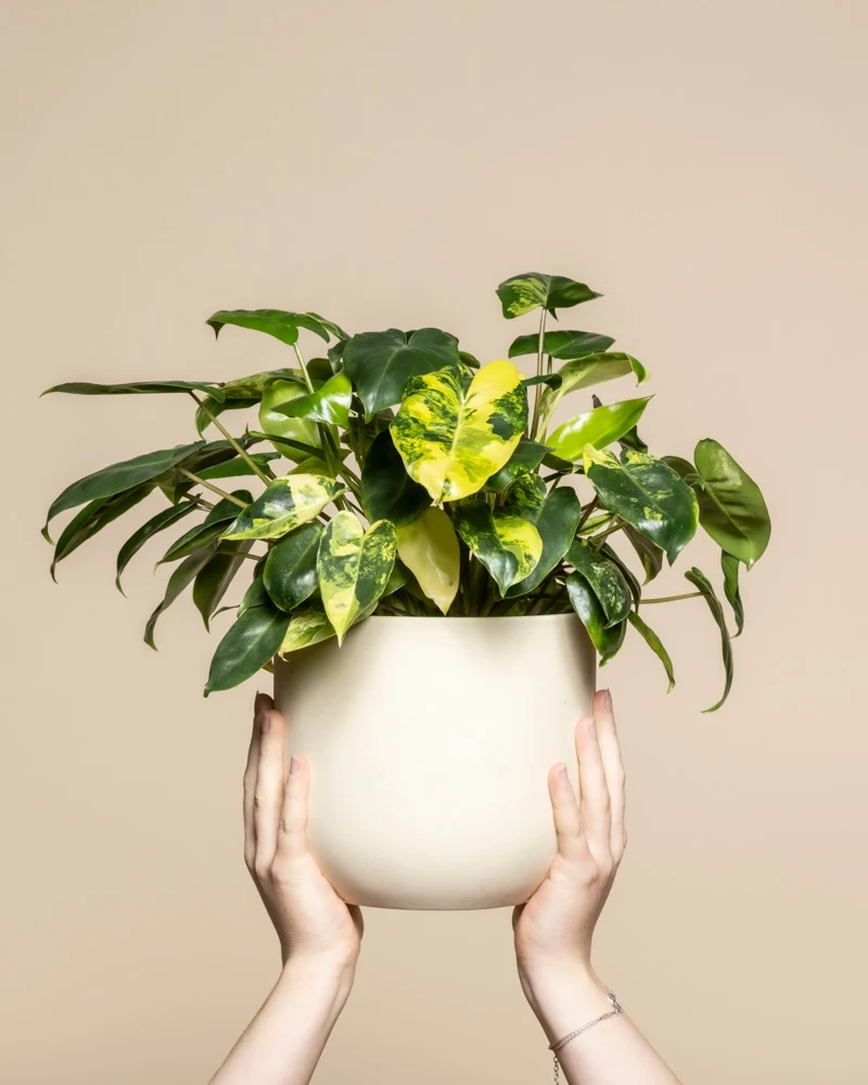 Philodendron 'Burle Marx' variegata • feey